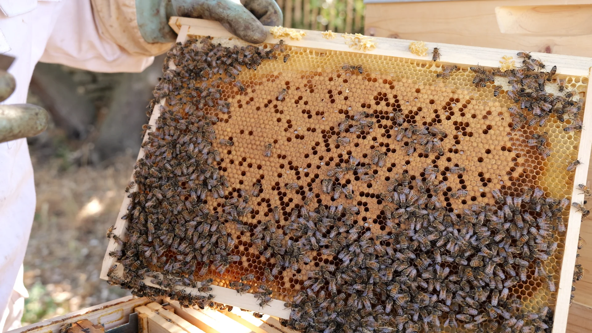 Abeilles et couvain