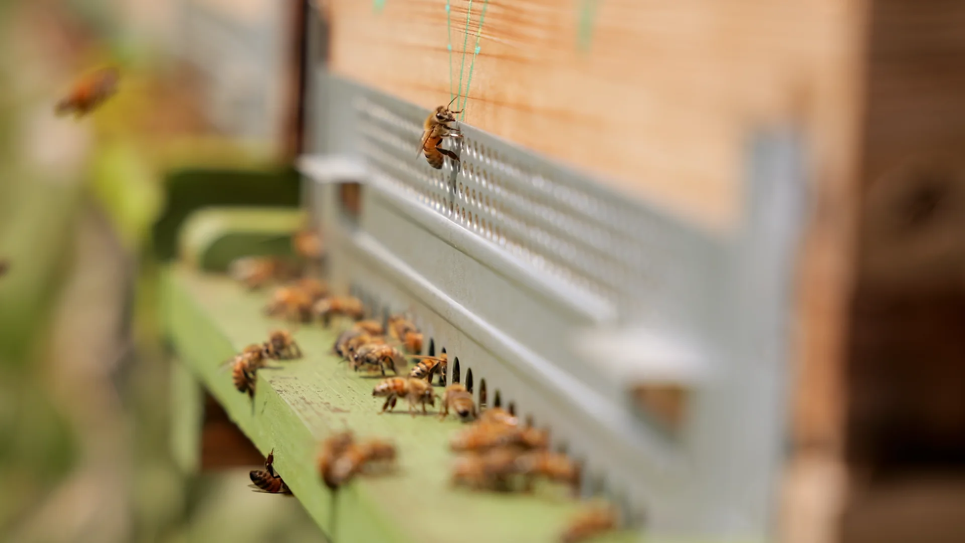 Abeilles qui rentrent