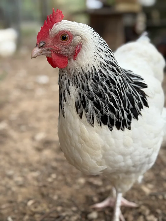 Clotilde la Sussex