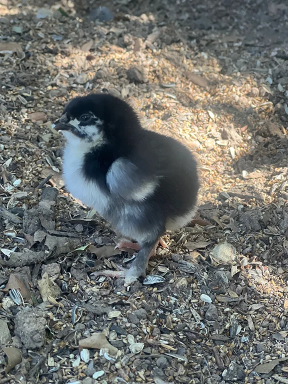 Loli bébé Marans