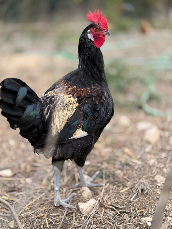Coq Gardoise