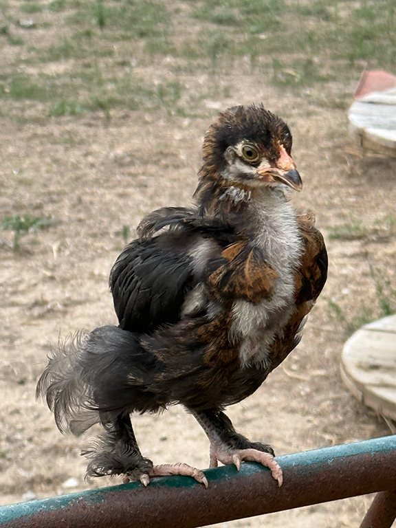 Poussin Marans
