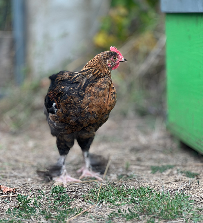Coq domestiqué