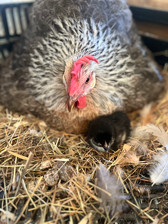 Poules sauvages