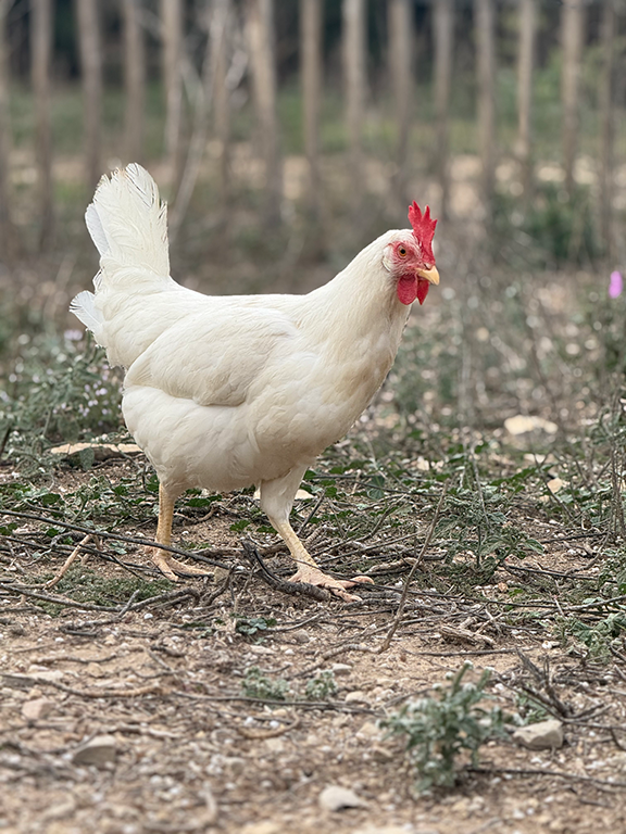 Poule Leghorn