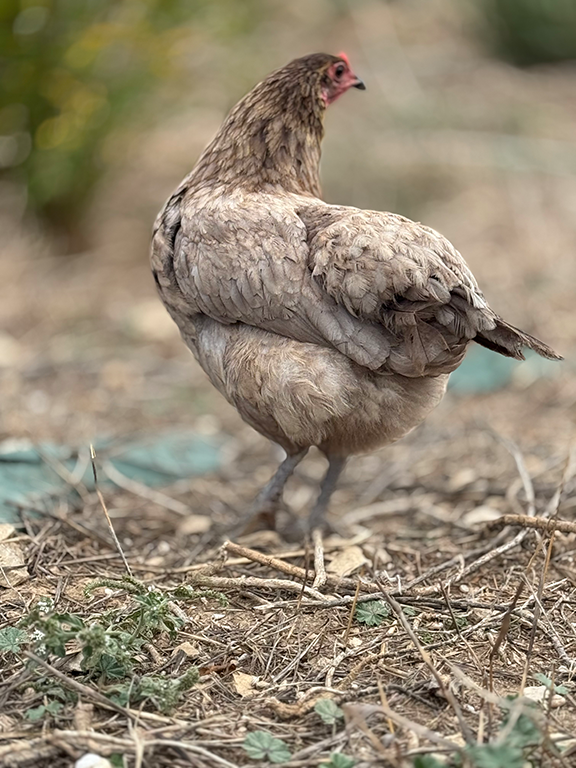 Poule Olivette