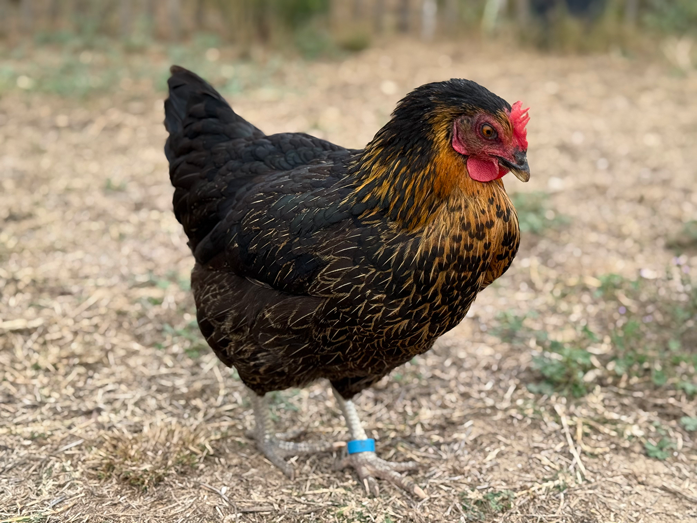 Poule Fermière