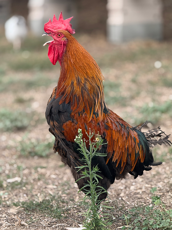 Coq Marans