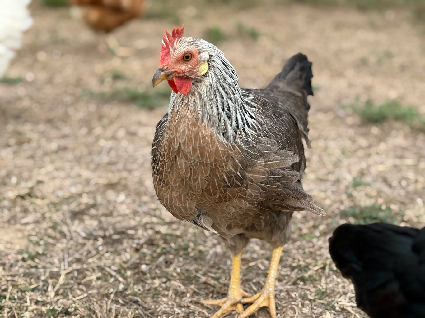 Poule Leghorn