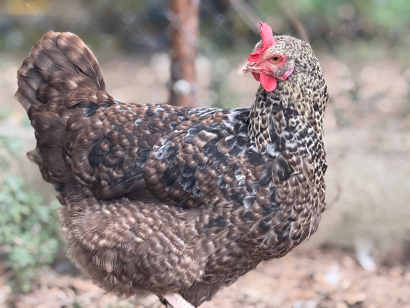Poule Fermière