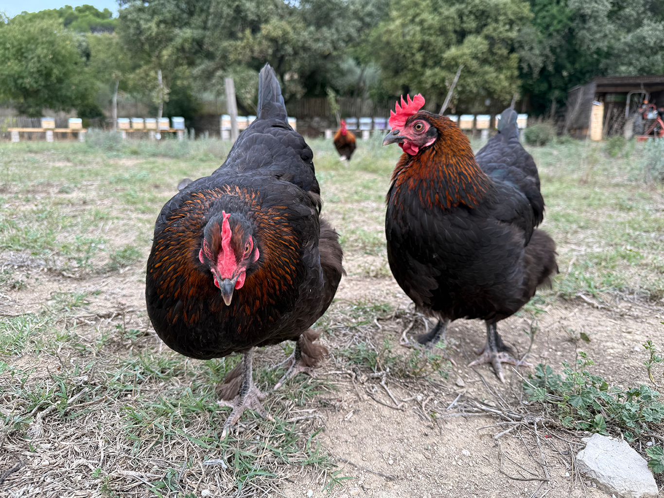 Poules Marans