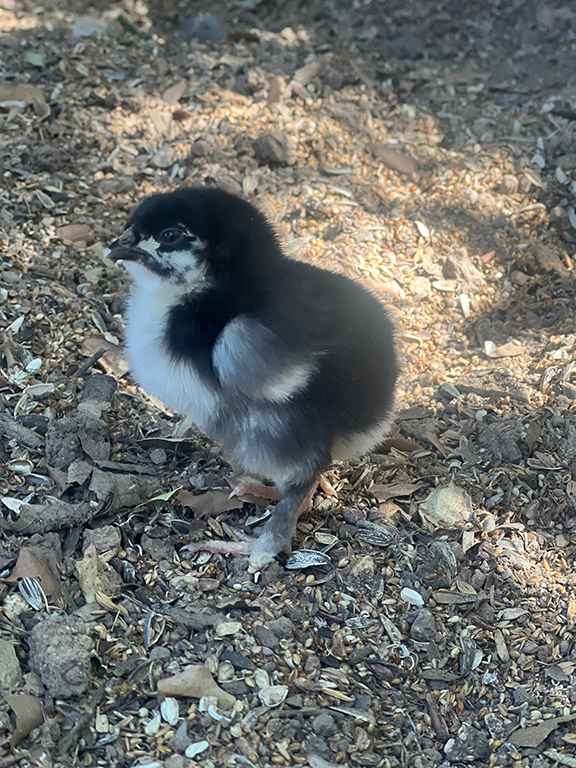 Poussin Marans