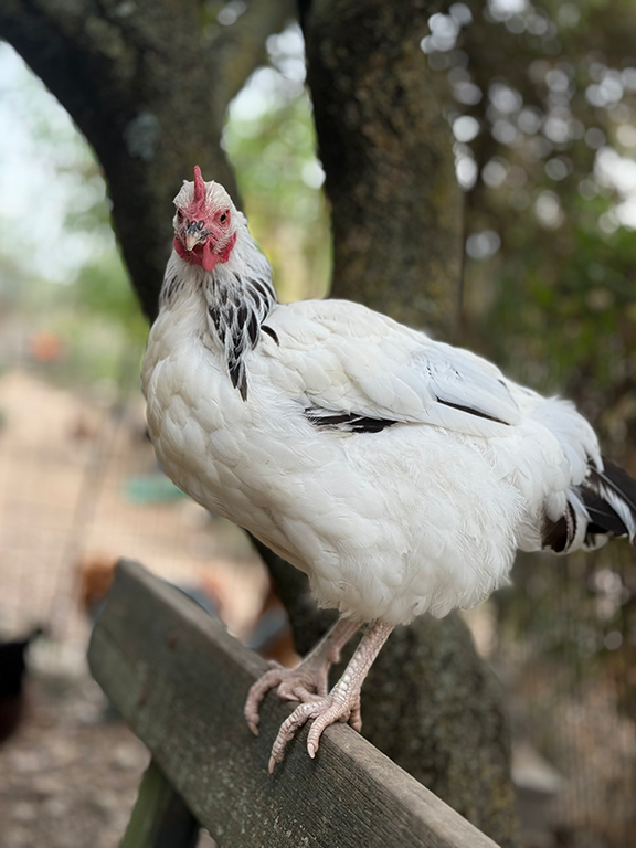 Poule Sussex