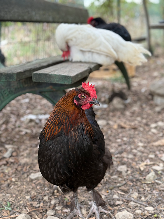 Poule Marans
