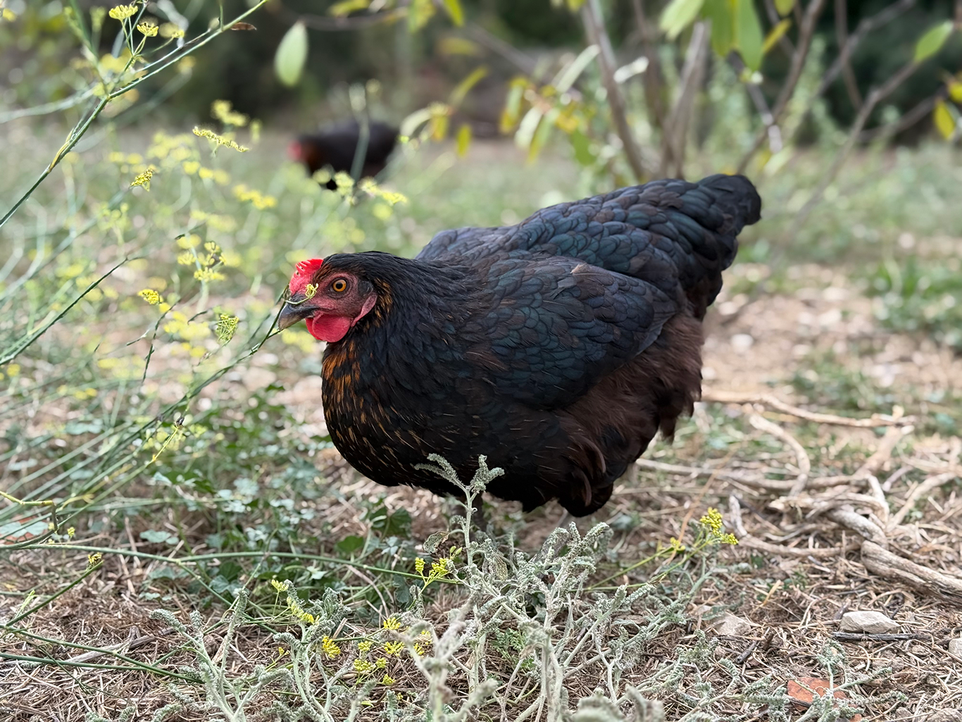 Poules en plein air