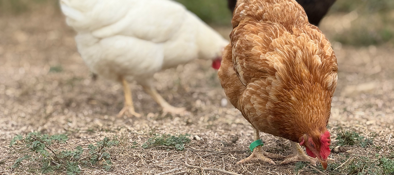 Nos poules