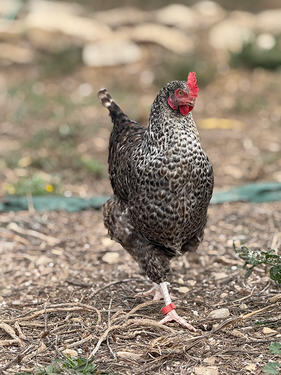 Poule Fermière