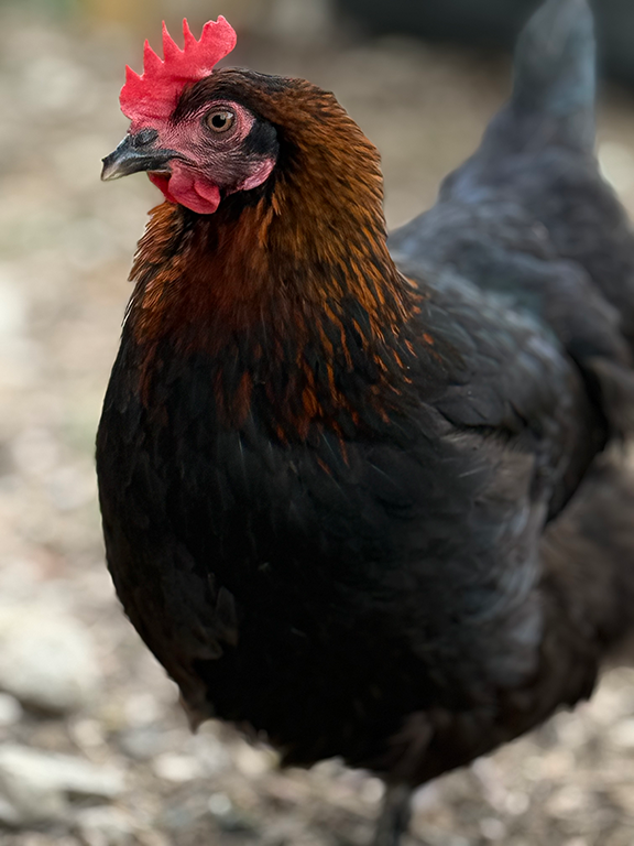 Poule Marans