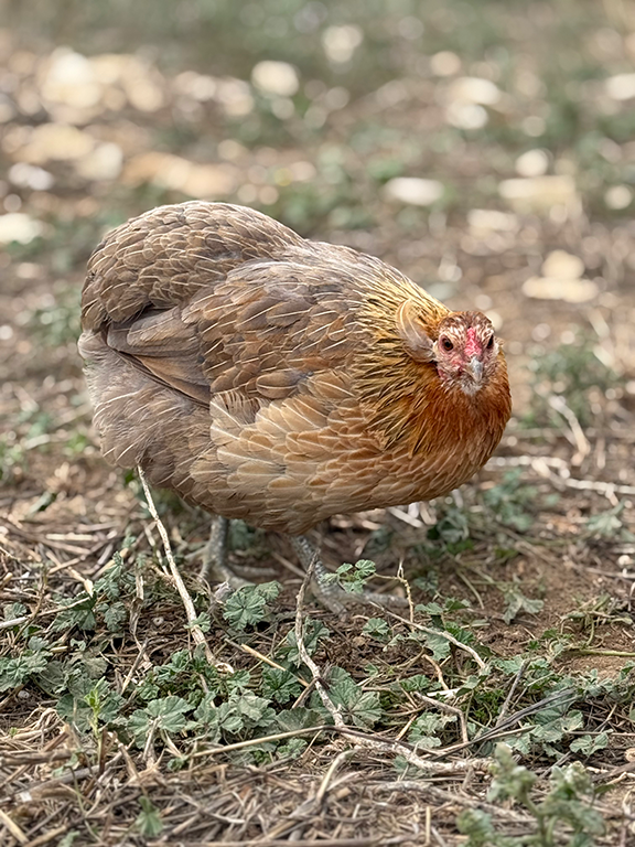 Poule Araucana