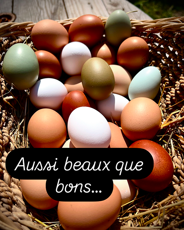 Œufs colorés