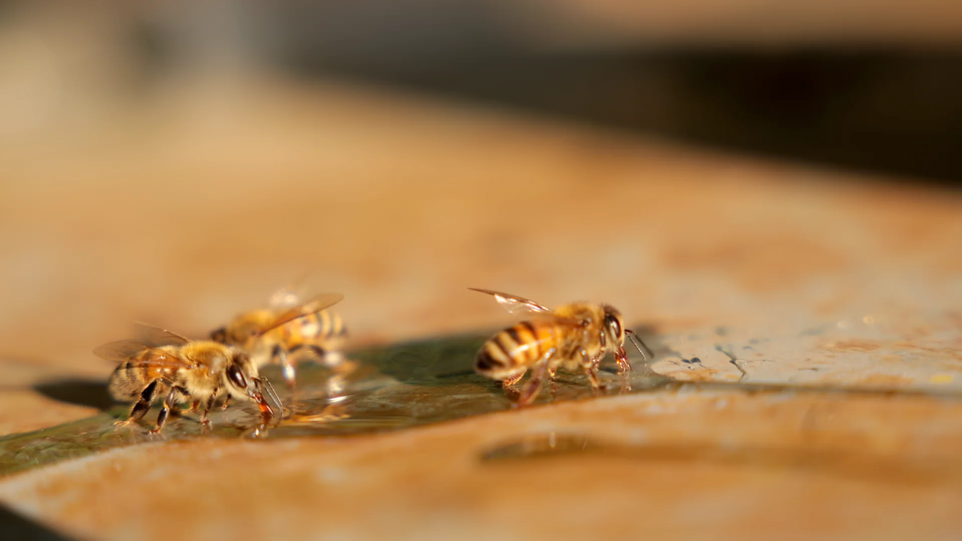 Abeilles qui boivent