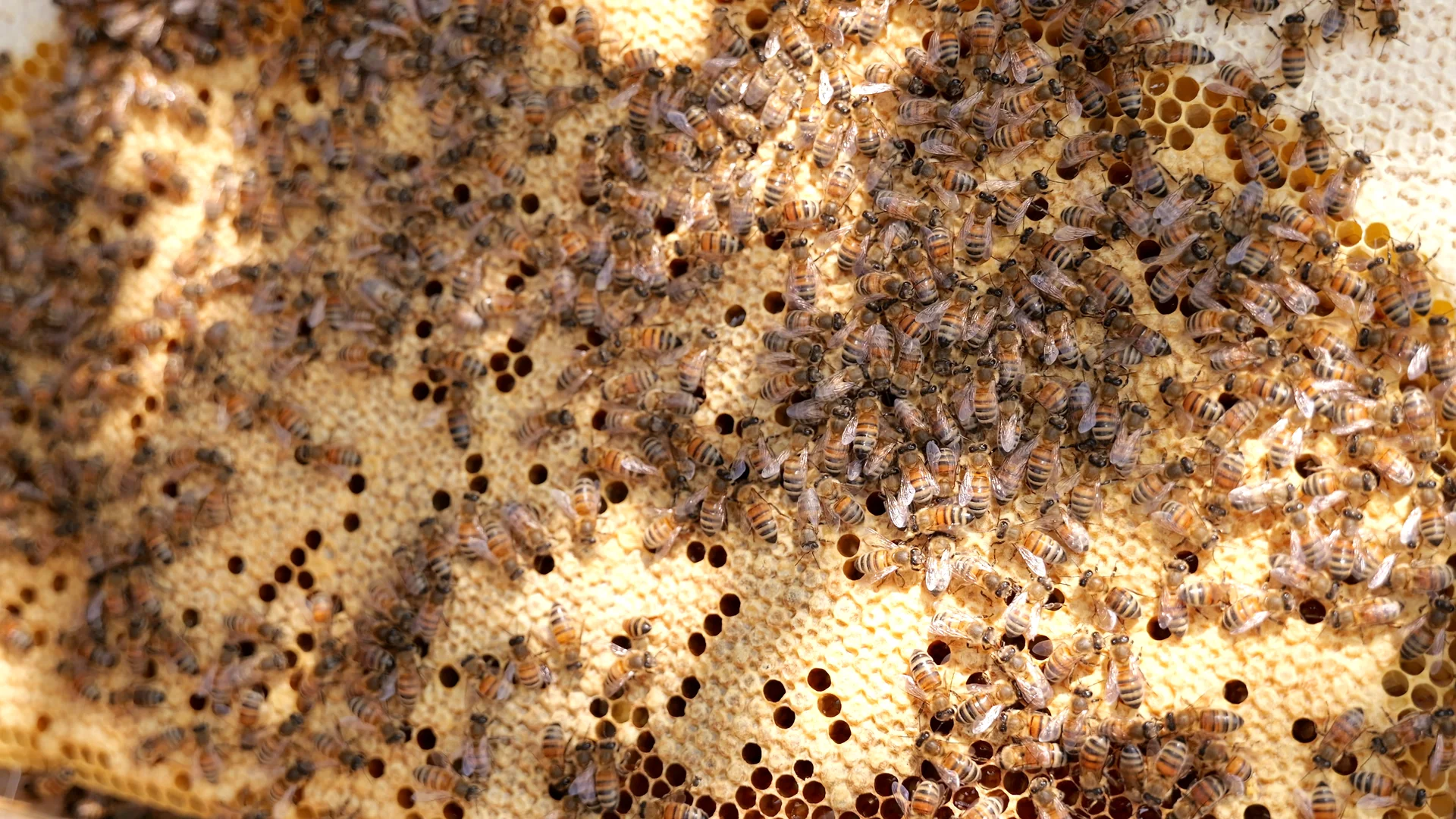 Abeilles et miel