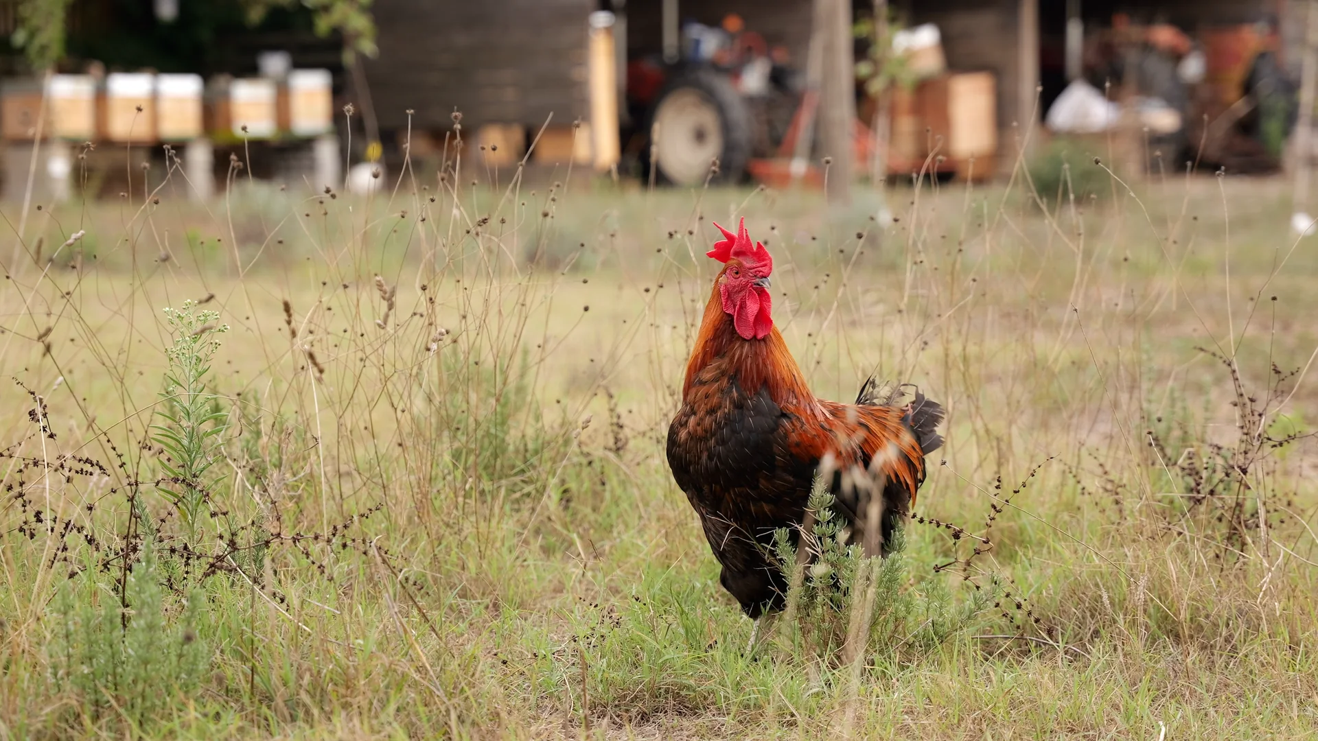 Coq et ruches