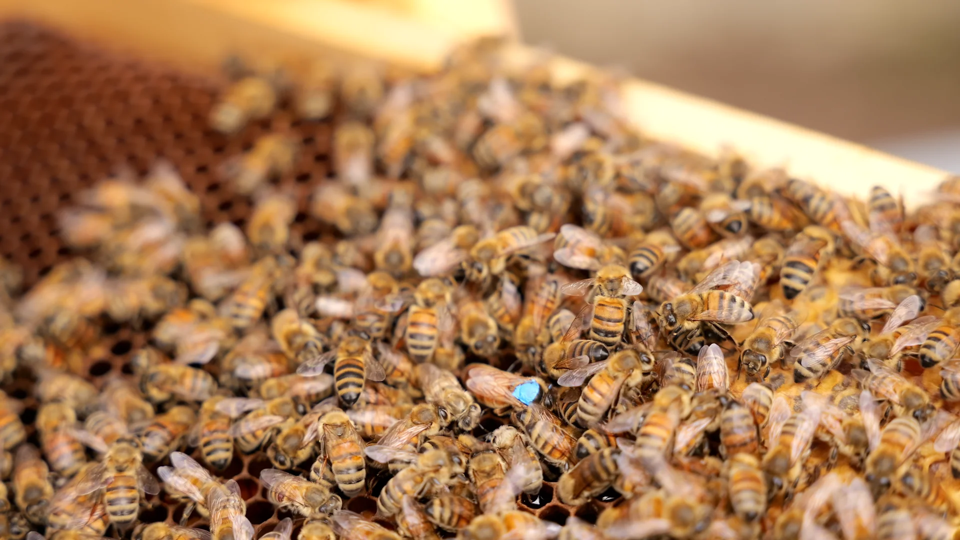 Reine des abeilles