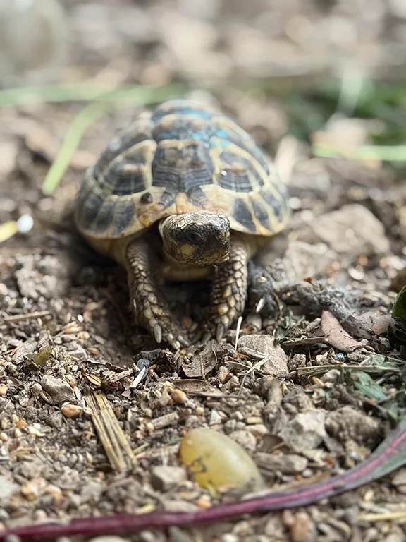 Donatello - Tortue de Compagnie