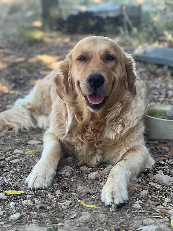 Lily - Golden Retriever