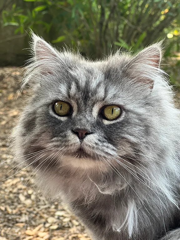 Simone - Chat Persanne